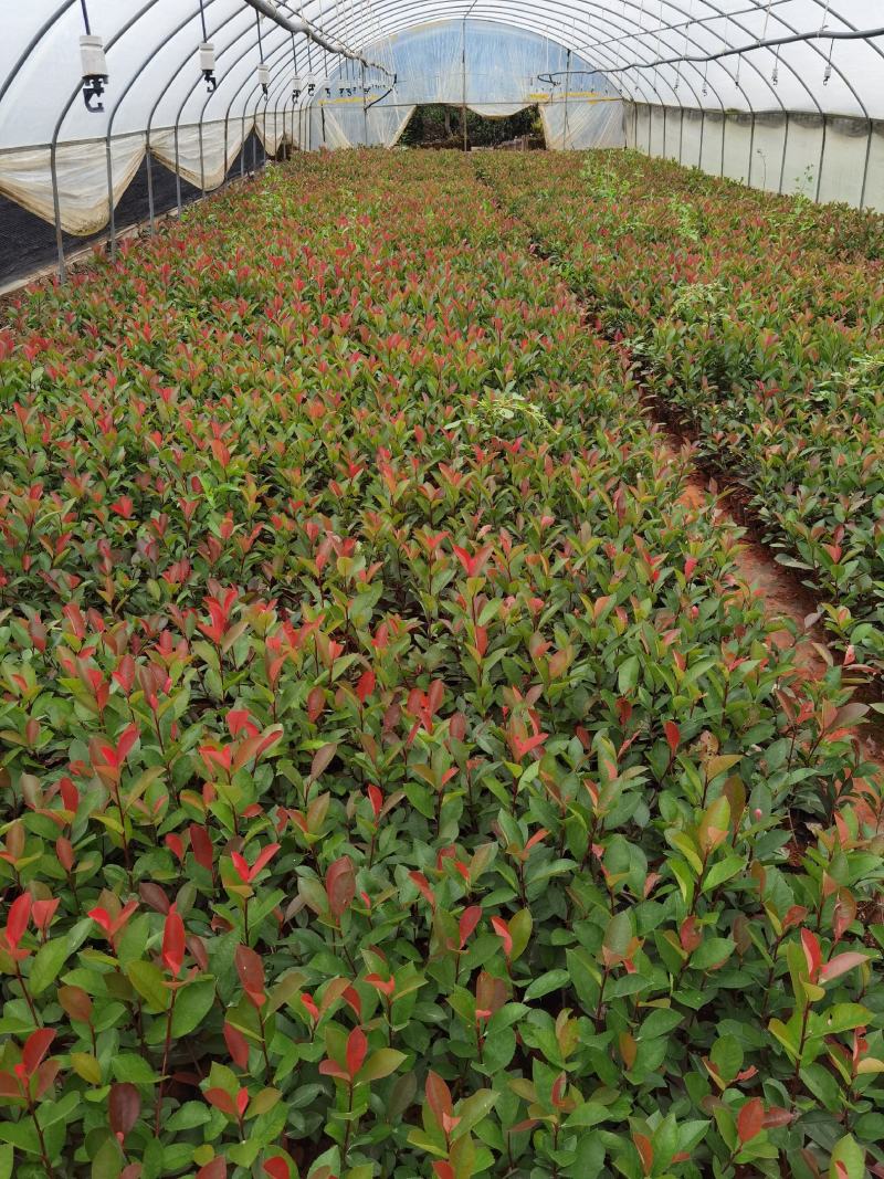 红叶石楠红叶石楠杯苗多分叉红叶石楠红叶石楠种植基地