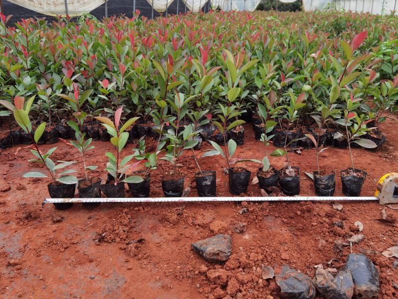 红叶石楠红叶石楠杯苗多分叉红叶石楠红叶石楠种植基地