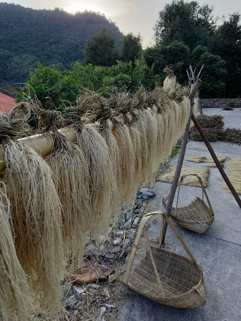 龙胆草老君须，赶黄草水洗产地发货自产自销货源新鲜一手货源