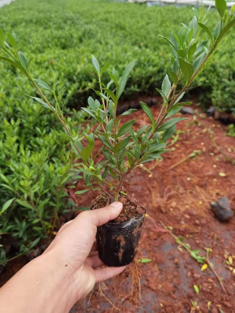 栀子花大叶栀子花，小叶栀子花栀子花种植基地
