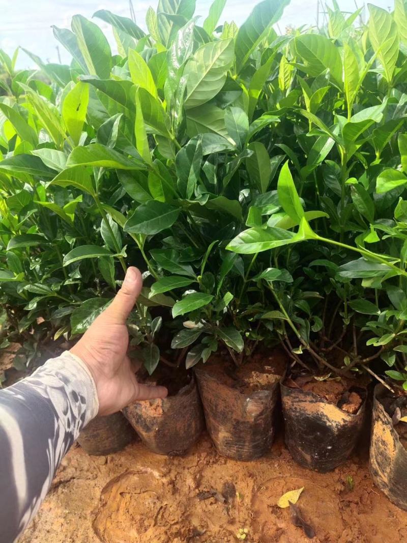 栀子花大叶栀子花，小叶栀子花栀子花种植基地
