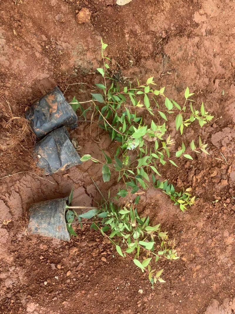 栀子花大叶栀子花，小叶栀子花栀子花种植基地