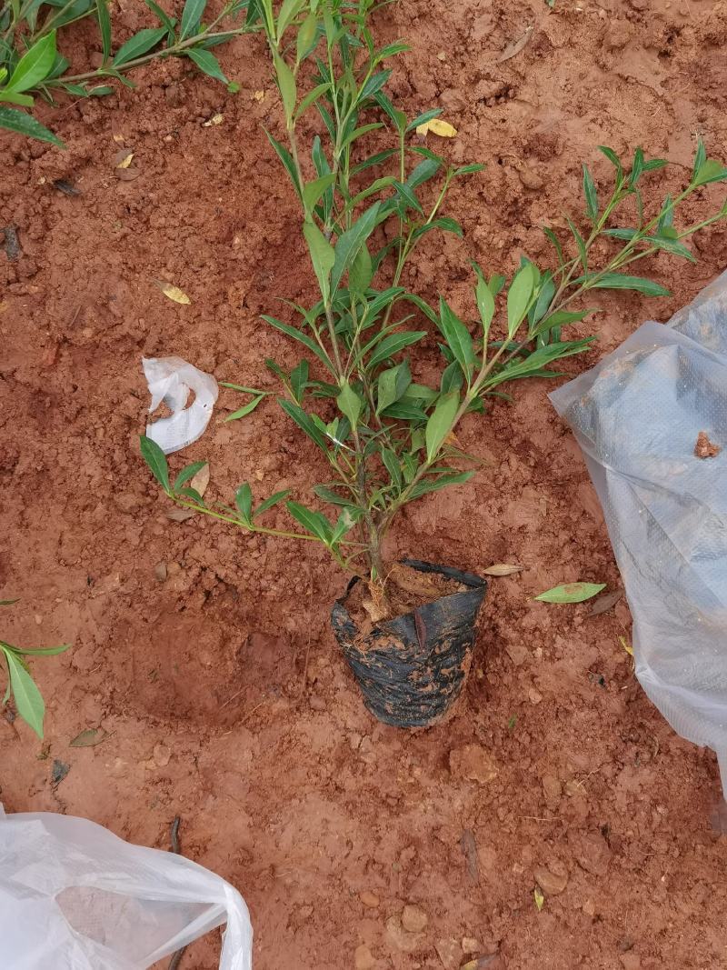 栀子花大叶栀子花，小叶栀子花栀子花种植基地