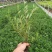 栀子花大叶栀子花，小叶栀子花栀子花种植基地