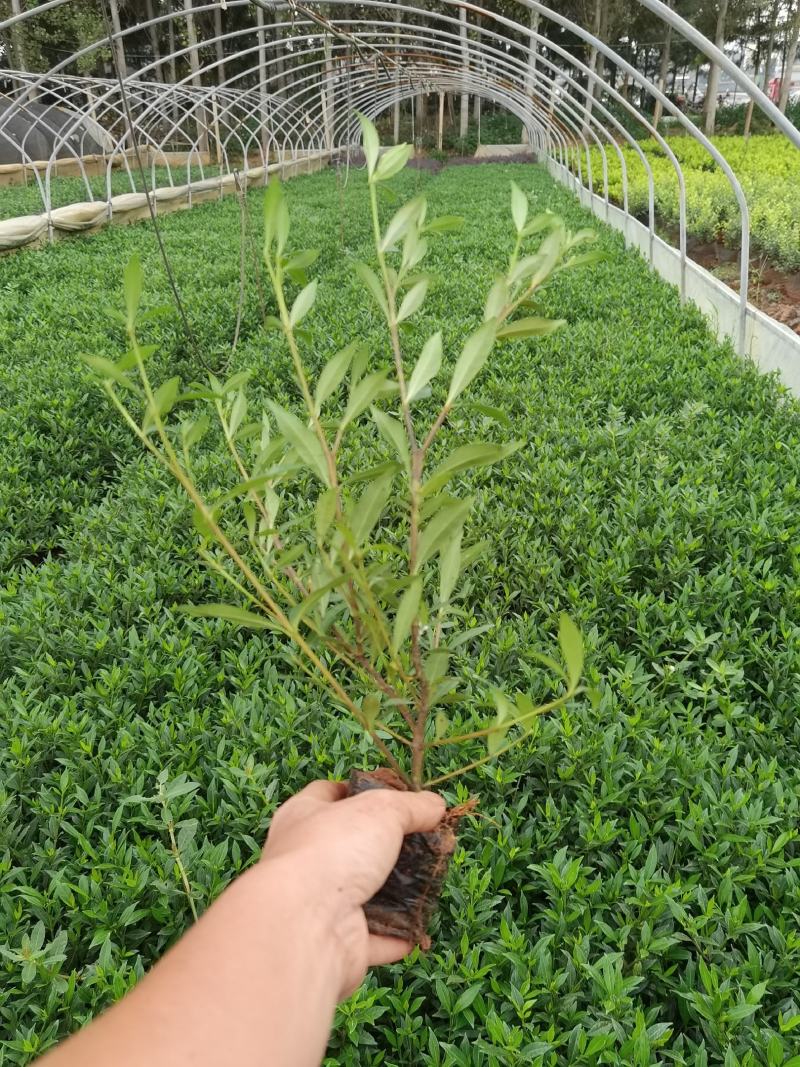 栀子花大叶栀子花，小叶栀子花栀子花种植基地