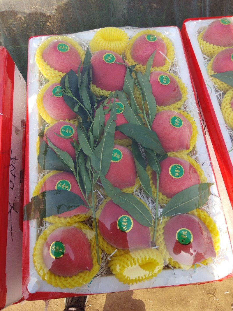 河北精品春雪大量上市中，产地直发，欢迎客商来收购