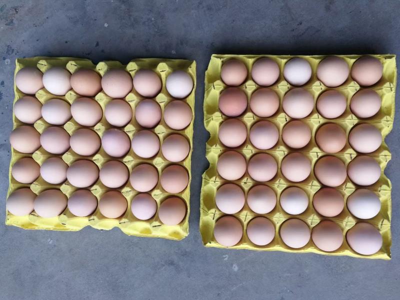 15万大午金凤鸡蛋开产急需合作商联系我时说一亩田上看到
