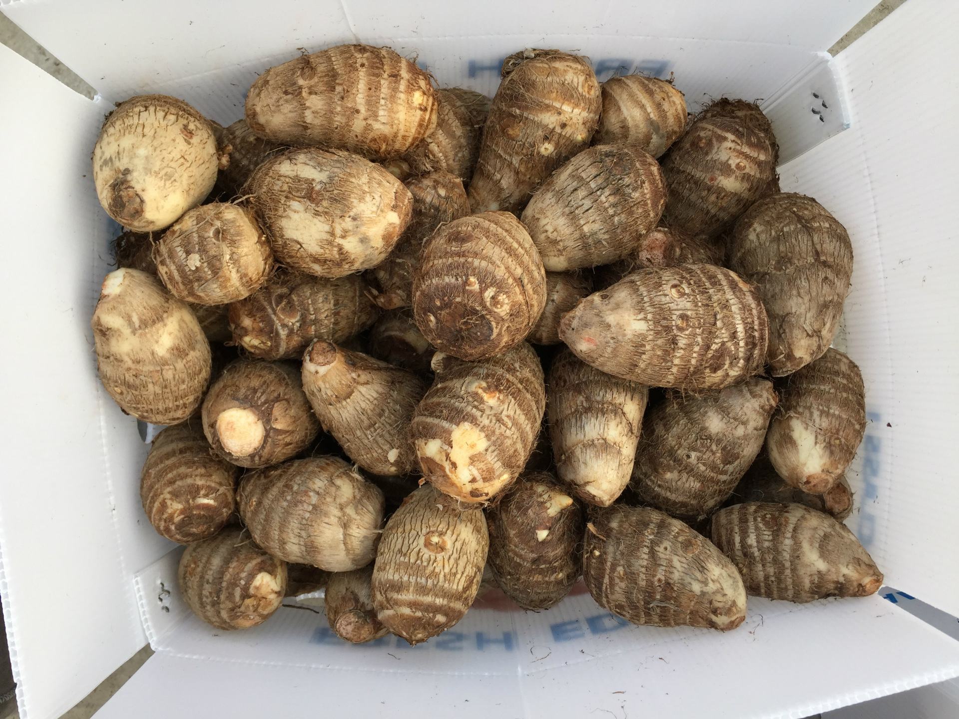 现代化农产品加工车间内,工人正在对清洗后的毛芋头进行人工分级,传送带旁摆放着不同规格的环保纸箱,背景可见‘绿色食品’和‘云南高原特色’标识,体现标准化生产流程 云南毛芋头分级包装车间场景