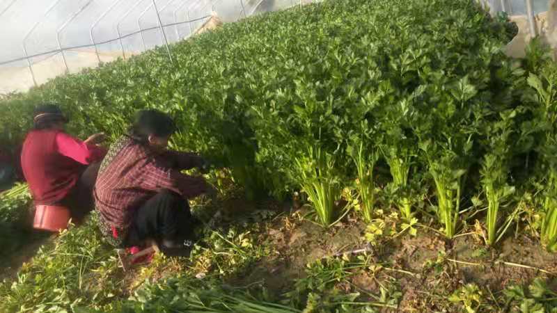 精品温棚西芹芹菜60-75公分美国皇后