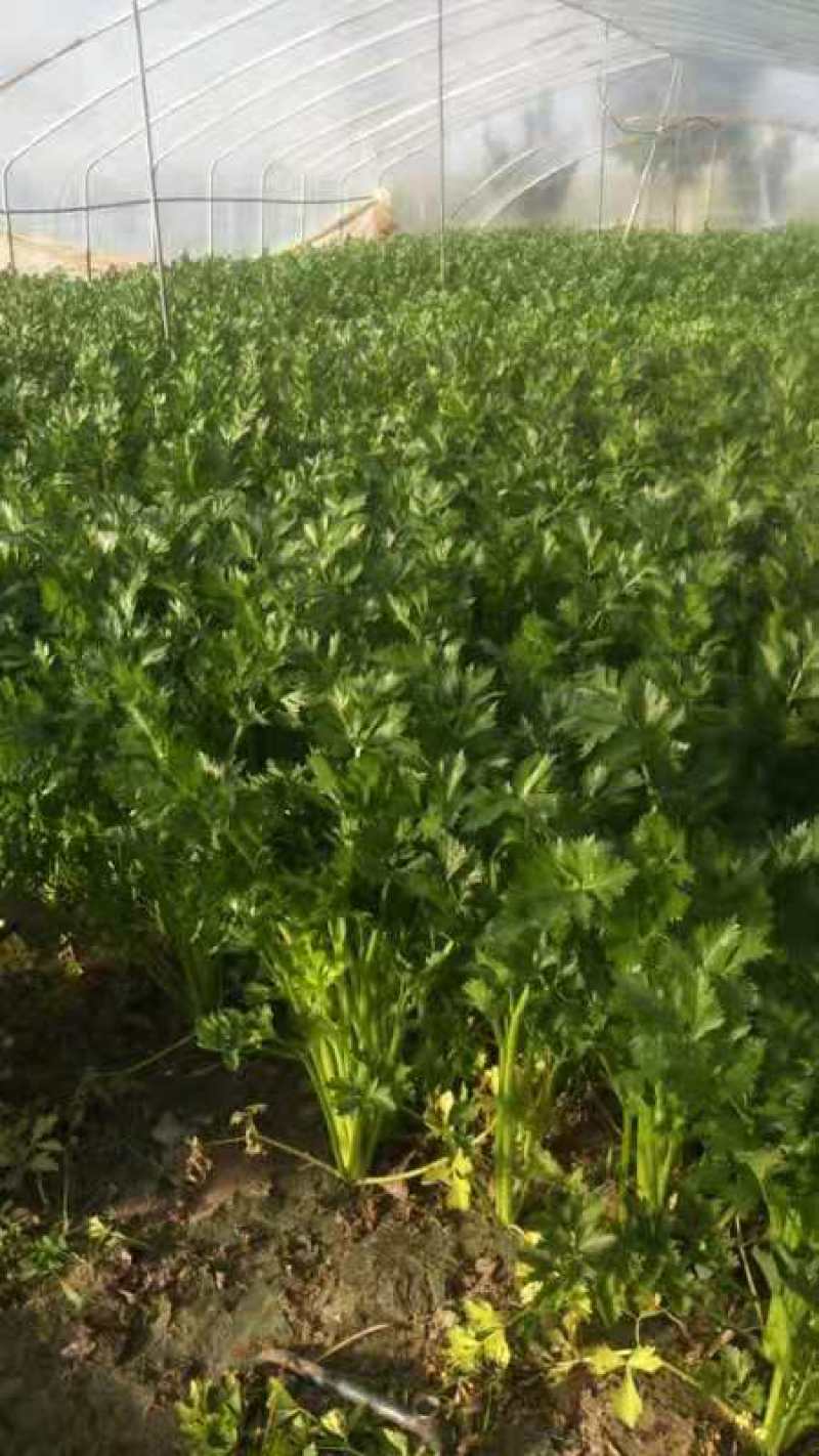 精品温棚西芹芹菜60-75公分美国皇后
