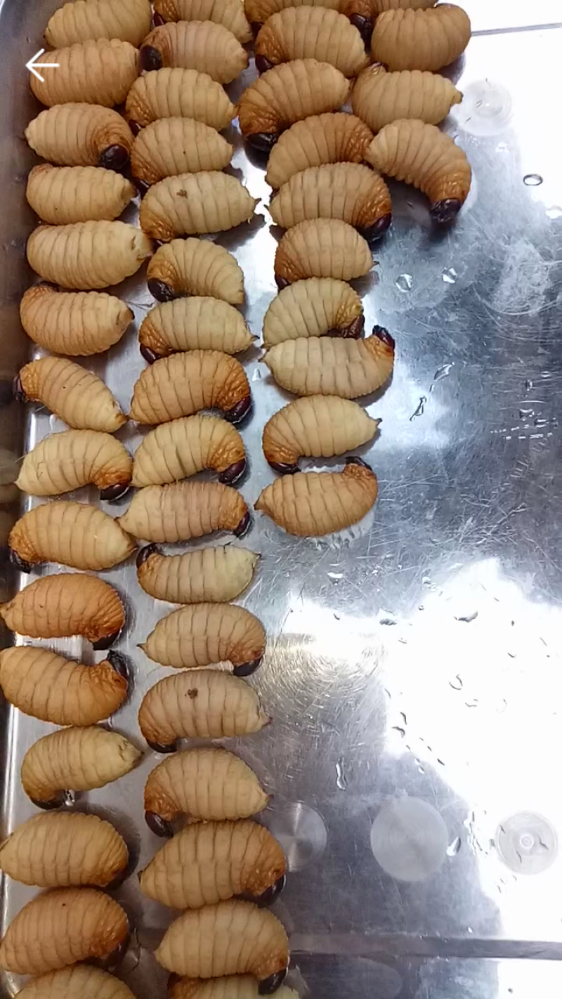 5-7克美味竹虫:喂新鲜青椰皮，甘蔗清肠清香可活体可冻品