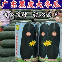 【高品质】广东黑皮大冬瓜种子特大高产铁心实心耐热抗病