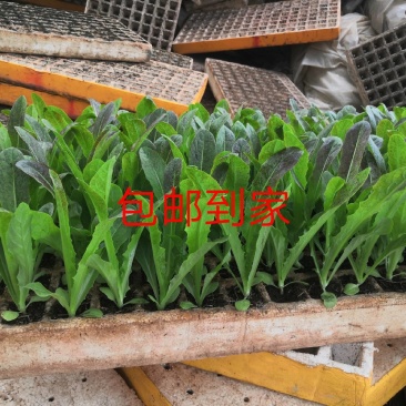 云南优选红尖叶莴笋苗，欢迎全国各地询问与采购，量大从优