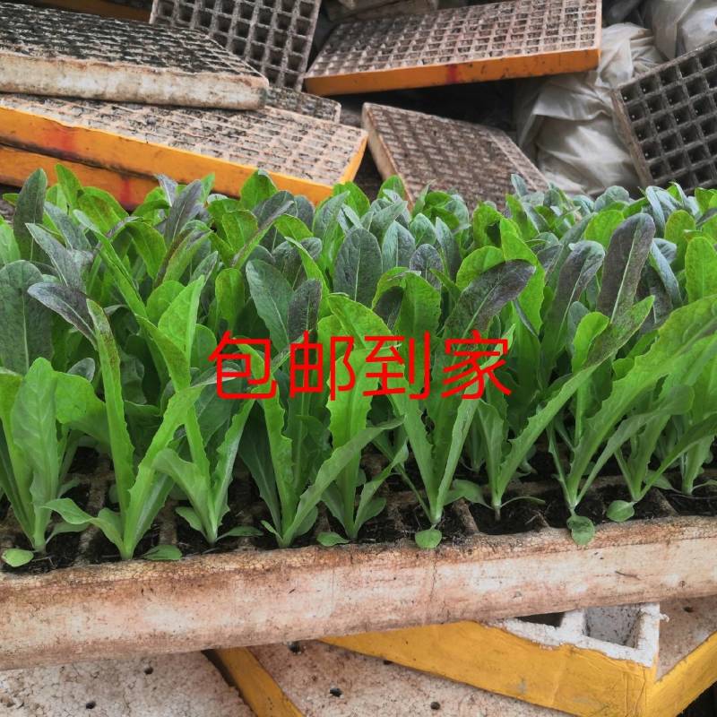 云南优选红尖叶莴笋苗，欢迎全国各地询问与采购，量大从优