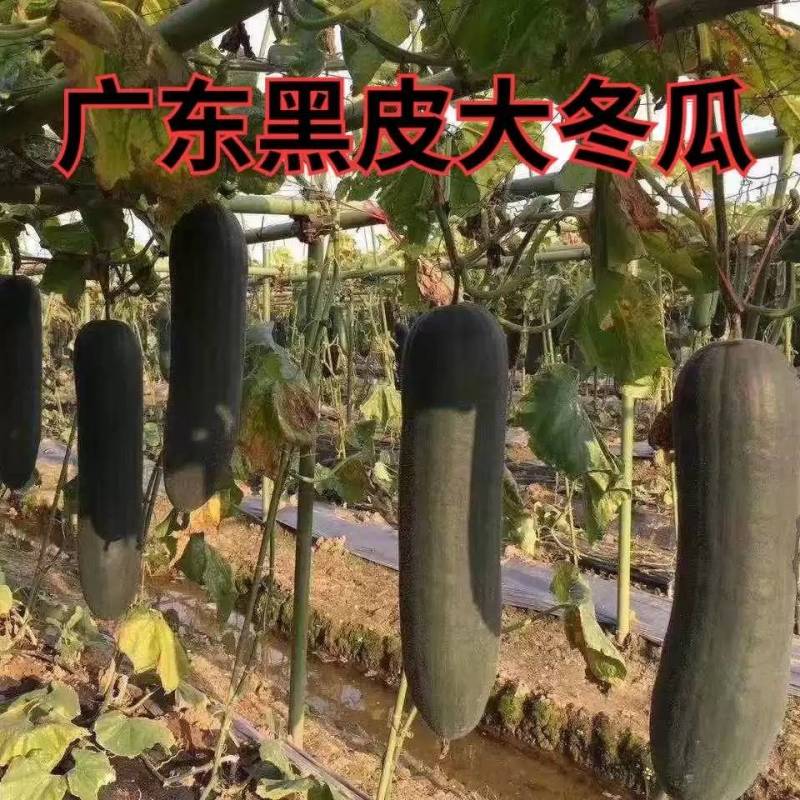 【高品质】广东黑皮大冬瓜种子特大高产铁心实心耐热抗病