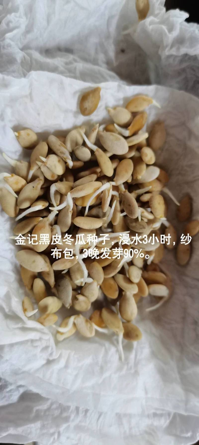 【高品质】广东黑皮大冬瓜种子特大高产铁心实心耐热抗病