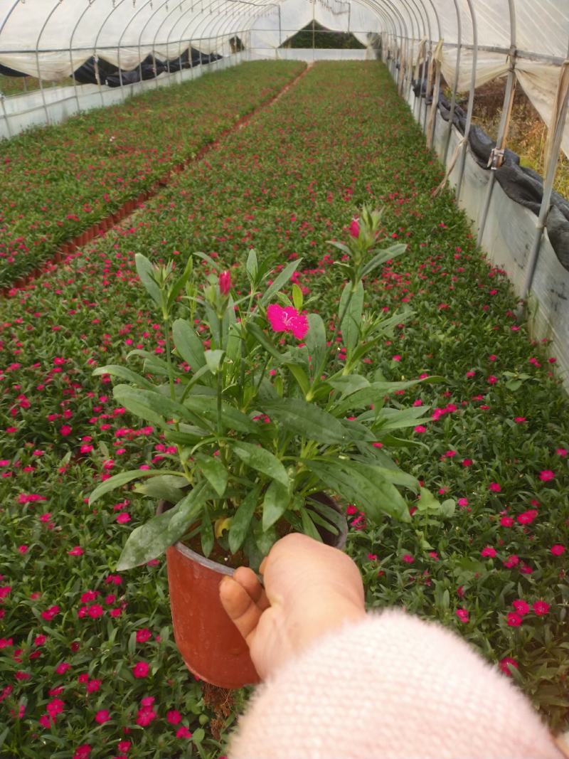 红盆石竹，草花石竹，，130双色杯石竹，专业种植石竹。