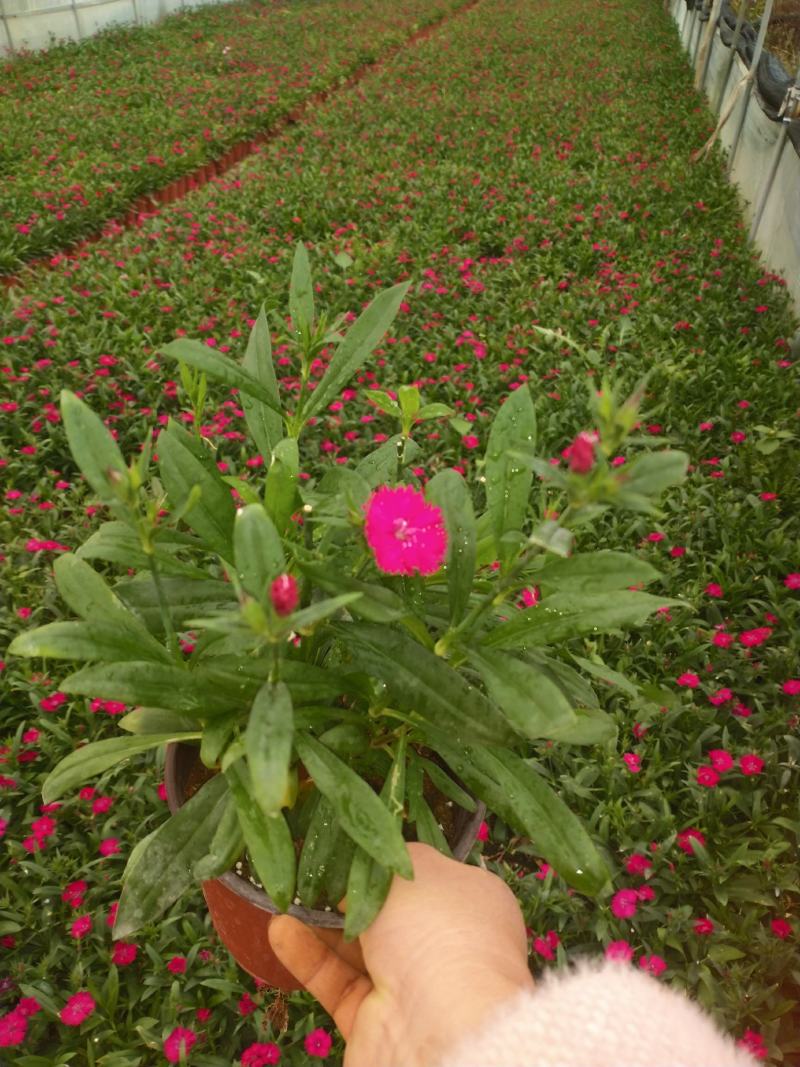 红盆石竹，草花石竹，，130双色杯石竹，专业种植石竹。