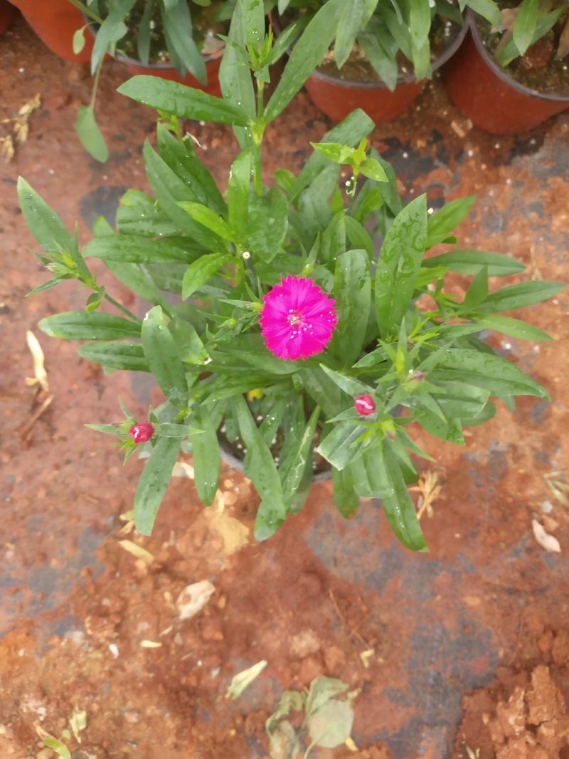 红盆石竹，草花石竹，，130双色杯石竹，专业种植石竹。