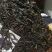 普洱茶