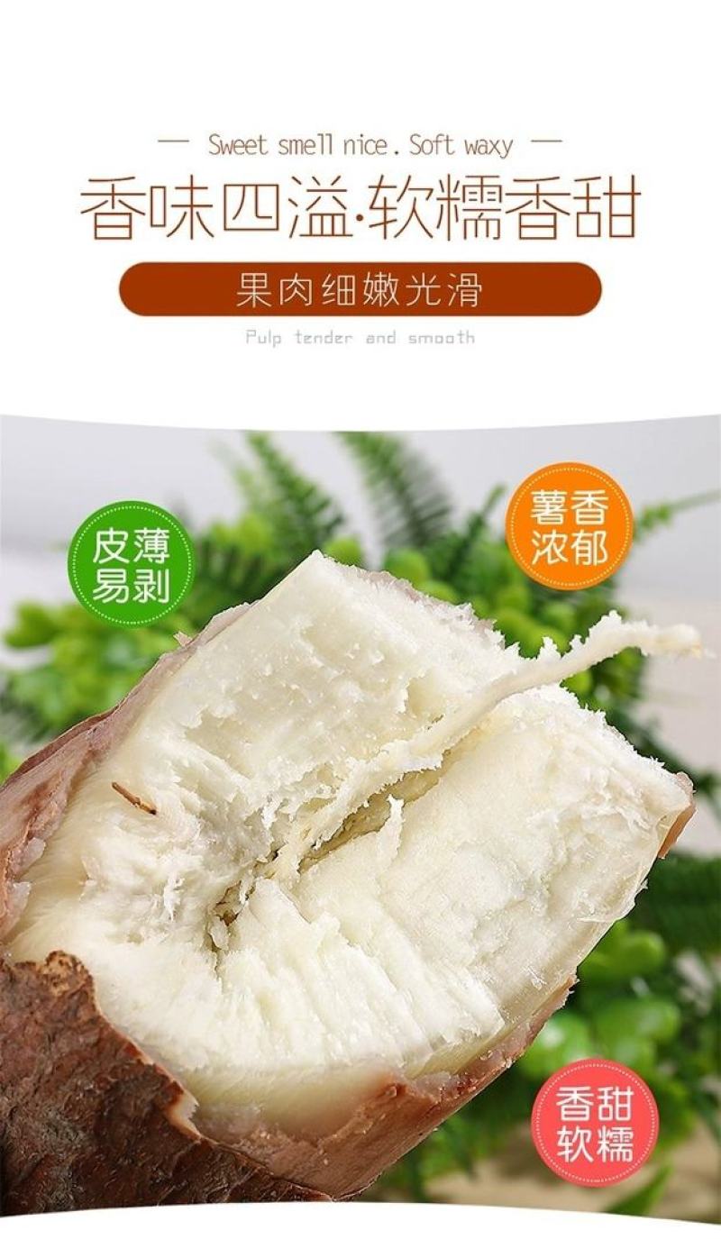 广西面包木薯新鲜香甜粉糯糖水现挖番薯粗粮甜品店可一件代发