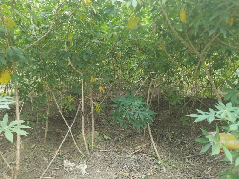 广西面包木薯新鲜香甜粉糯糖水现挖番薯粗粮甜品店可一件代发