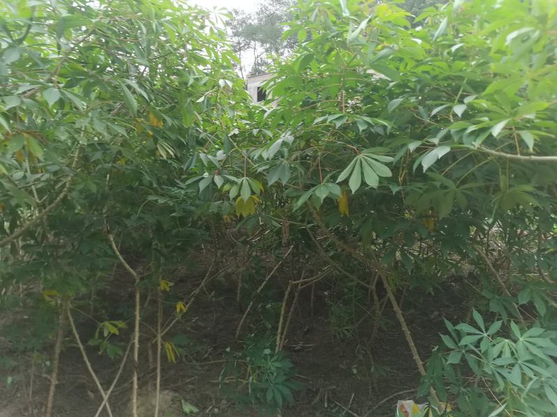 广西面包木薯新鲜香甜粉糯糖水现挖番薯粗粮甜品店可一件代发