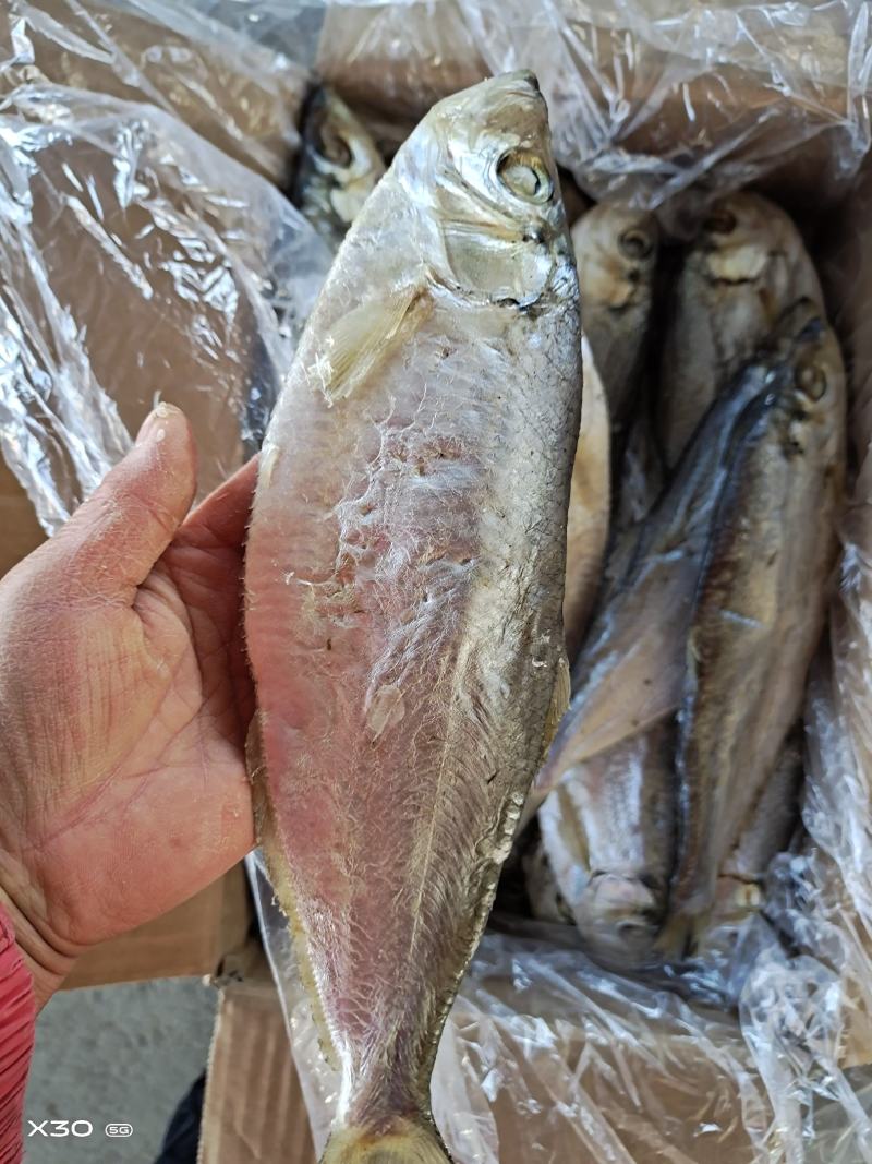 优质咸白磷鱼自产自销蒸煎炸都好吃自带油性欢迎来电咨询