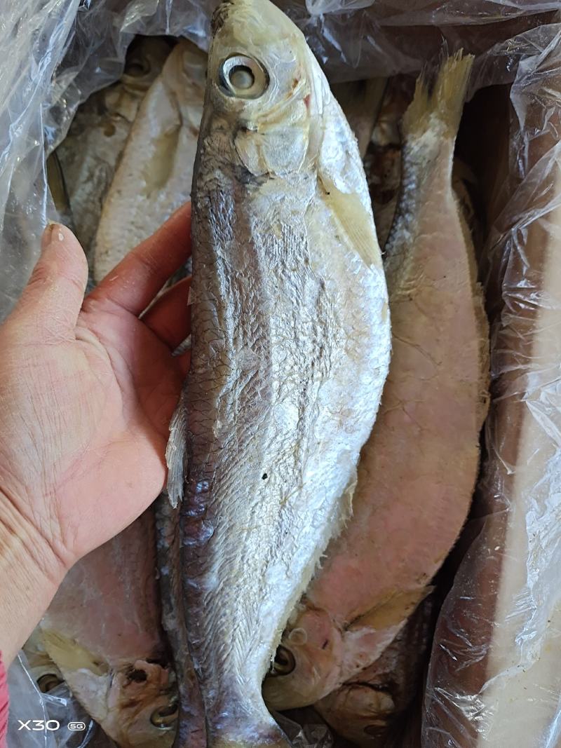 优质咸白磷鱼自产自销蒸煎炸都好吃自带油性欢迎来电咨询
