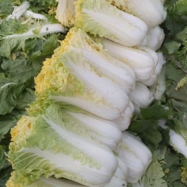 黄心菜白菜大白菜2-3斤用于腌制酸菜烫火锅