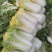 黄心菜白菜大白菜2-3斤用于腌制酸菜烫火锅