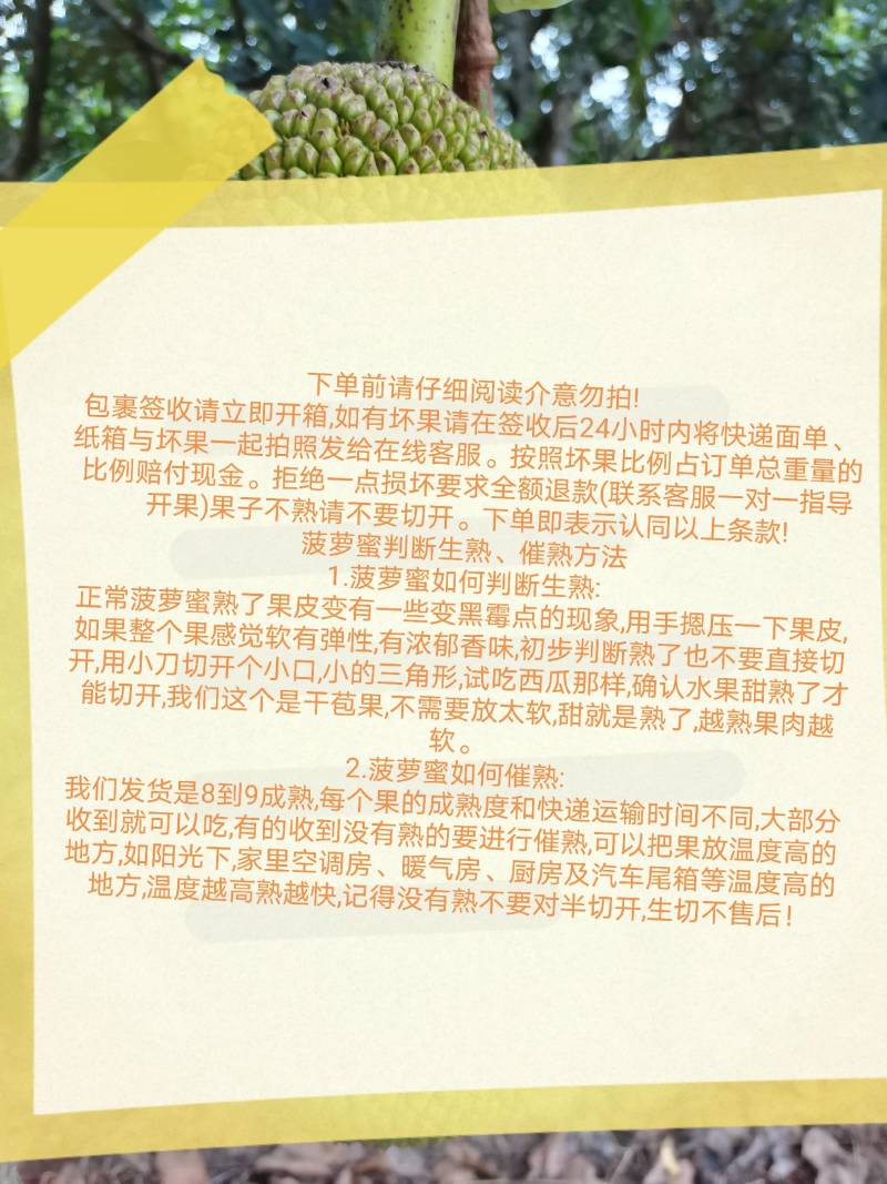 海南菠萝蜜包邮三亚青皮菠萝蜜干苞黄肉菠萝蜜一件代发招代理