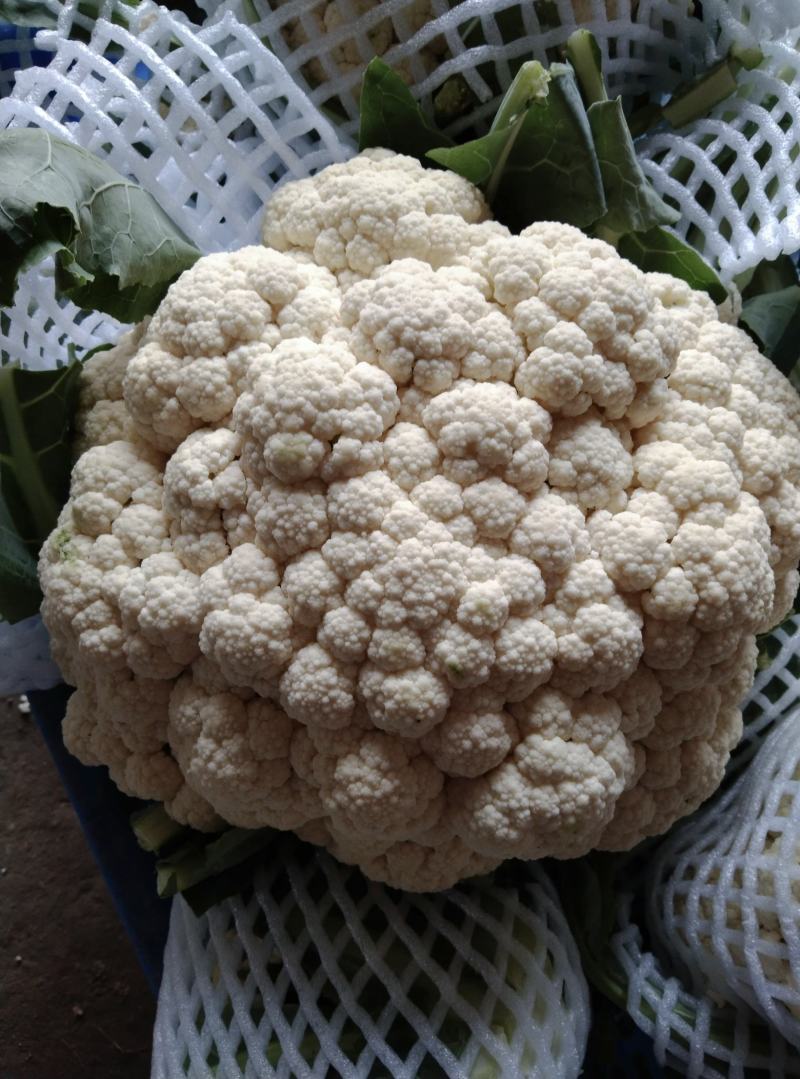 天门百万亩有机花西兰花种植基地大量供应菜花