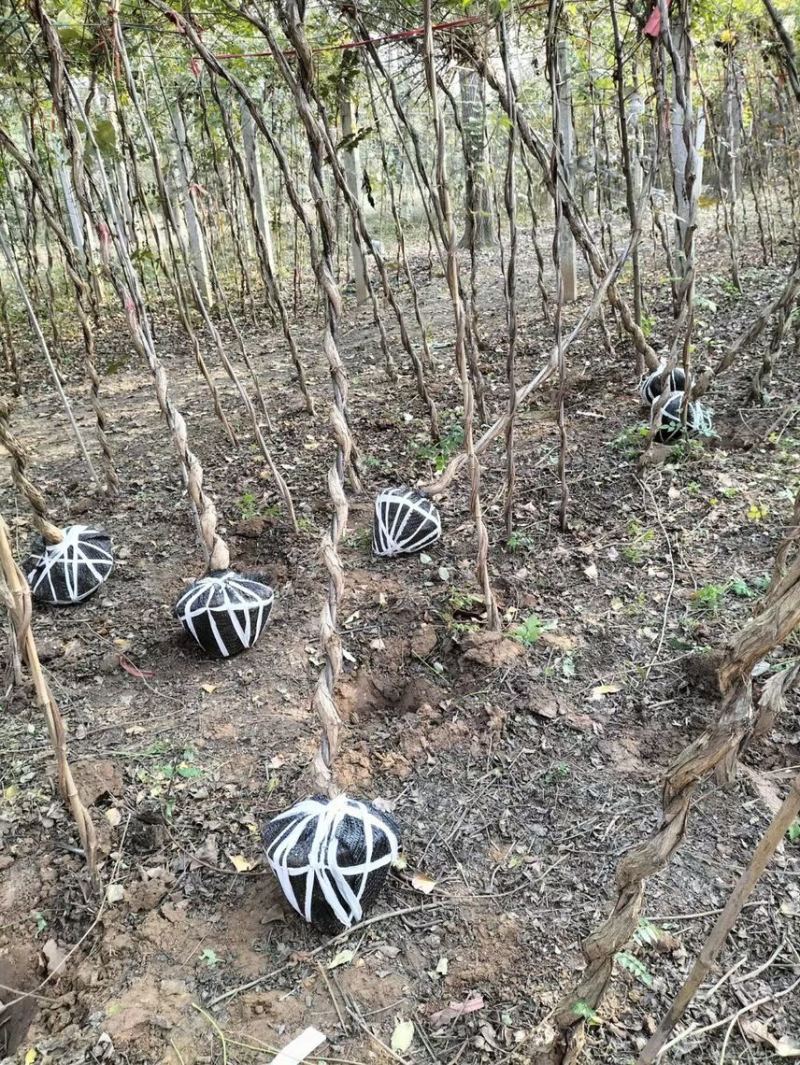 凌霄美国凌霄四季开花爬藤苗规格齐全产地直销