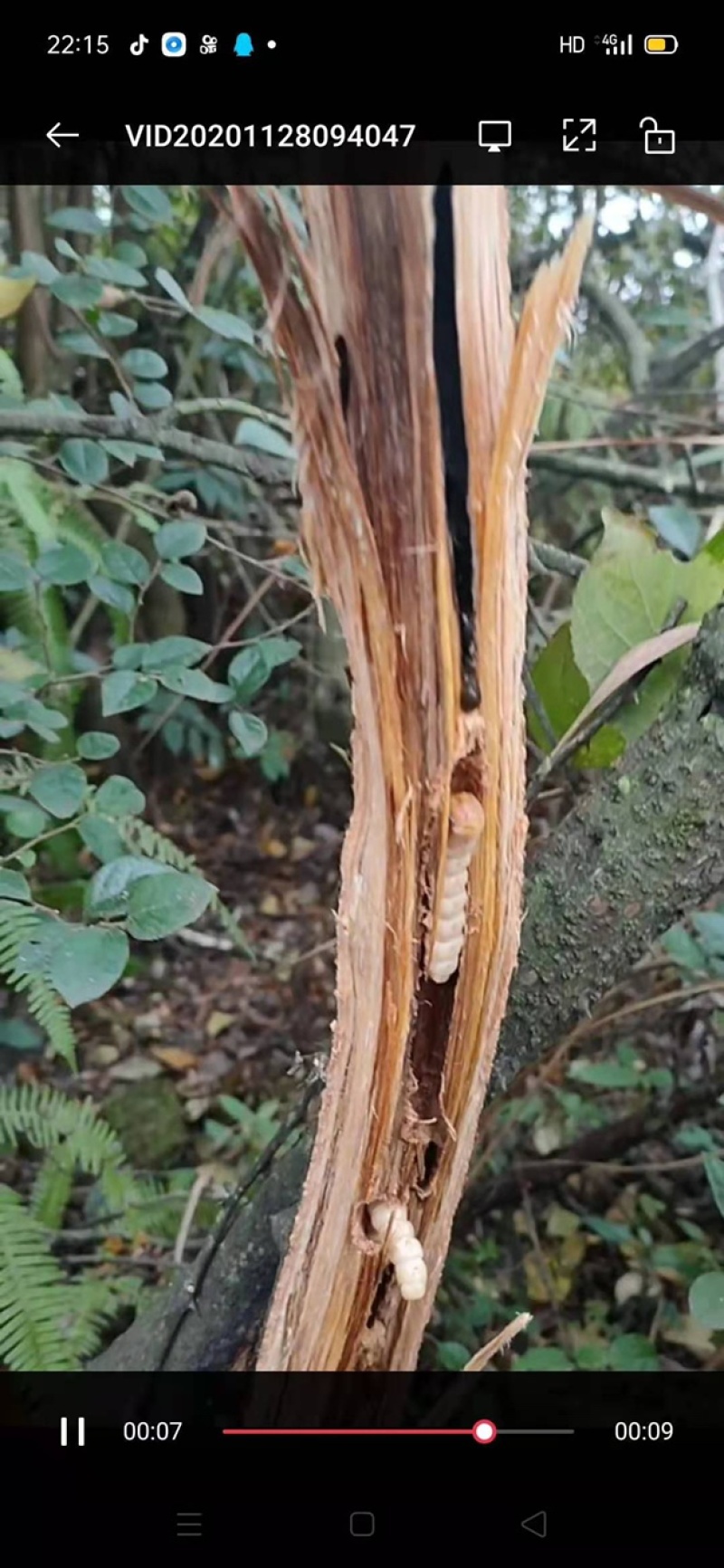 山货斗米虫现砍云实树蛀虫天牛幼虫鸟不踏刺虫子