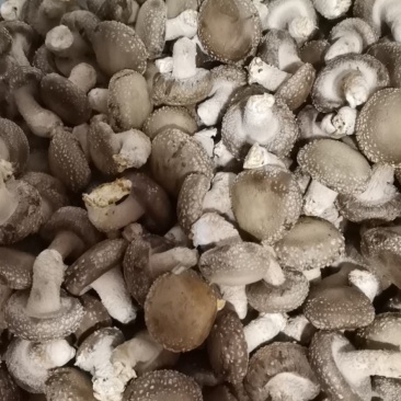 鲜香菇