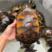 18公62条母火焰种龟，均重3.6斤，健康品质，有意私聊
