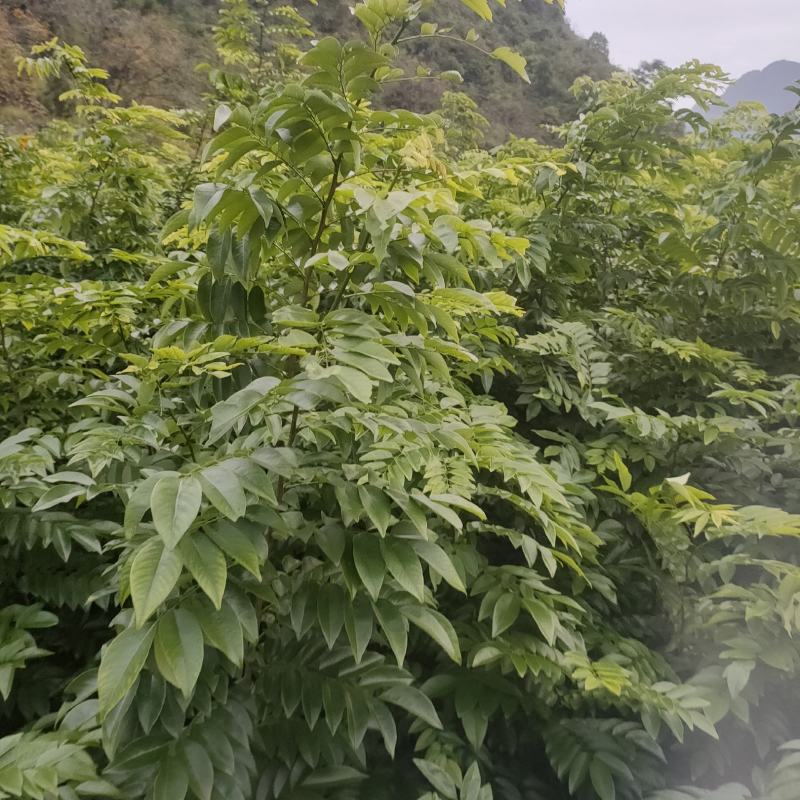 海南黄花梨苗，黄花梨苗，场地直销