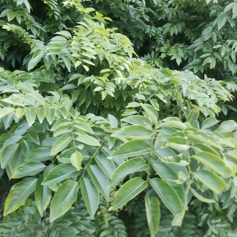 海南黄花梨苗，黄花梨苗，场地直销