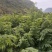 海南黄花梨苗，黄花梨苗，场地直销