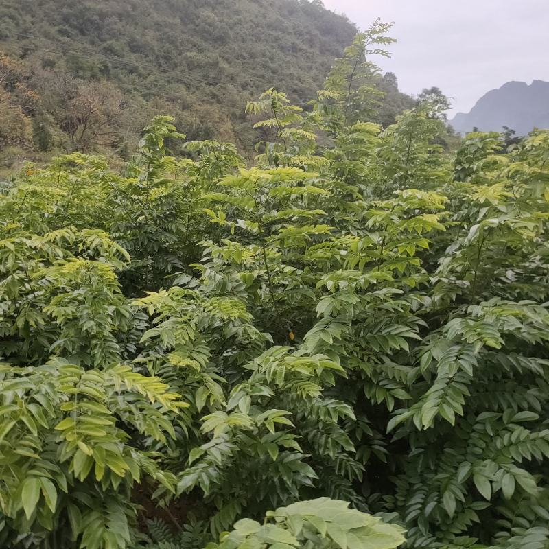 海南黄花梨苗，黄花梨苗，场地直销