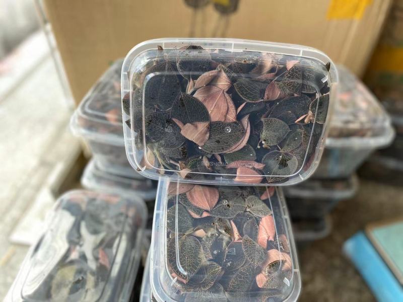 福建金线莲鲜品整株鲜品