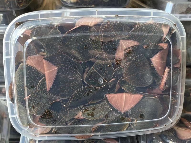 福建金线莲鲜品整株鲜品