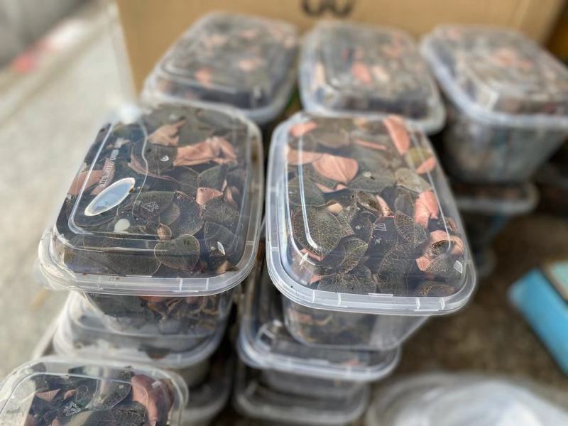 福建金线莲鲜品整株鲜品