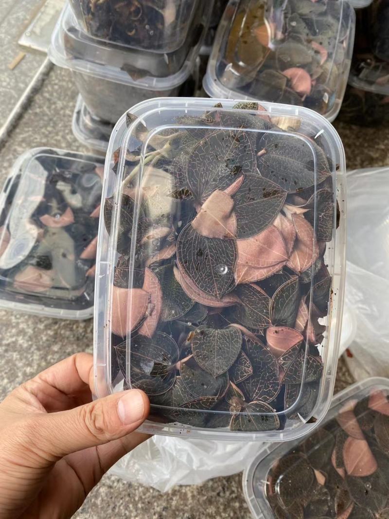 福建金线莲鲜品整株鲜品
