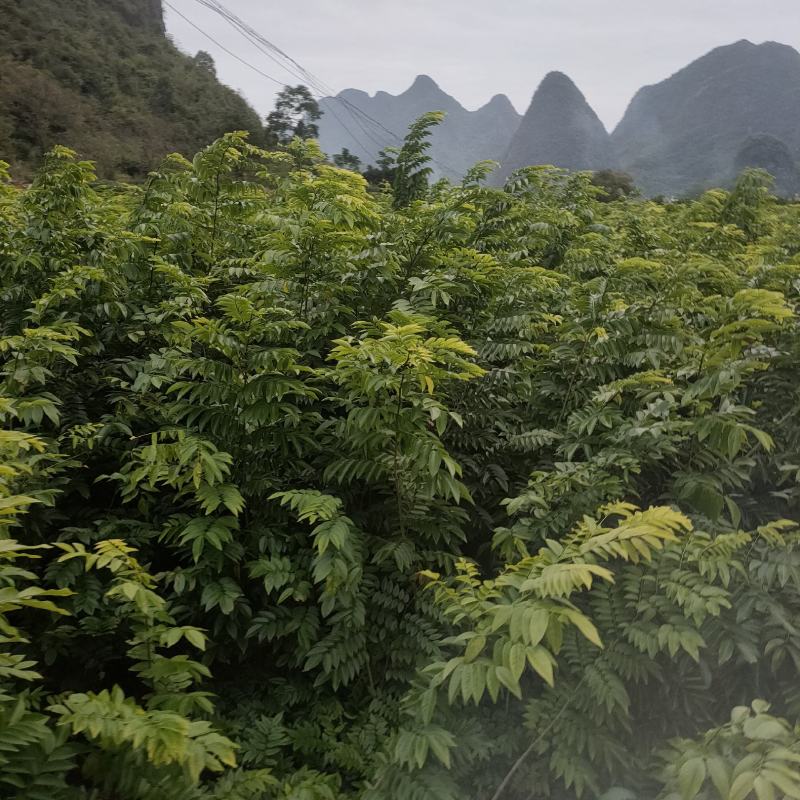 海南黄花梨苗，黄花梨苗，场地直销
