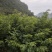 海南黄花梨苗，黄花梨苗，场地直销