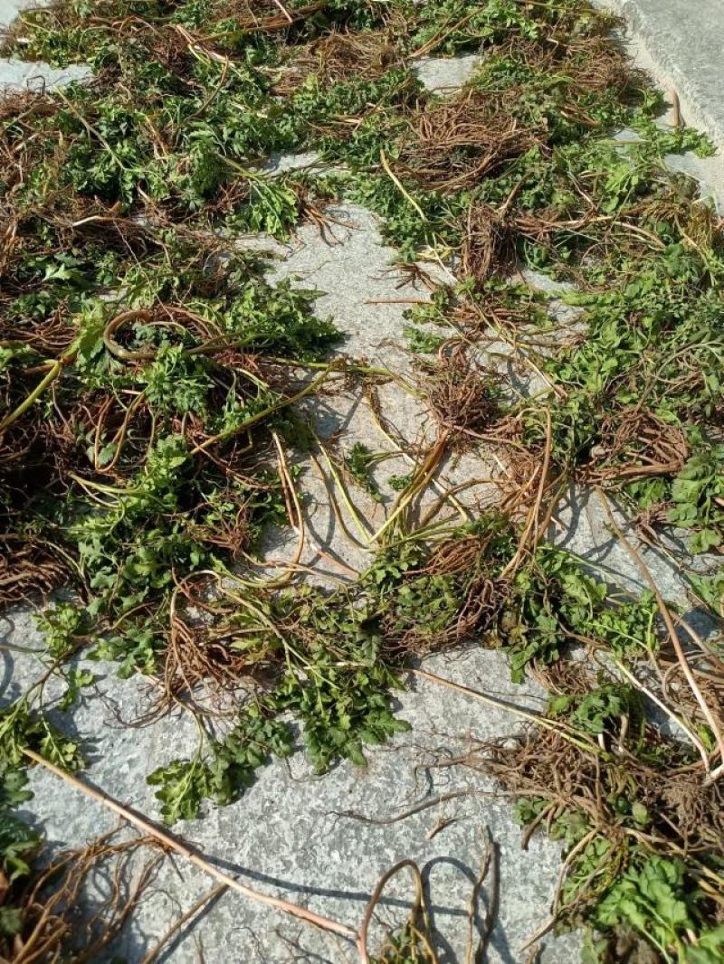 一朵云阴地蕨蛇不见背蛇生小春花独角蒿独脚金鸡鲜货干货自然