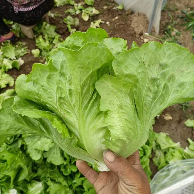 【高品质】意大利生菜种子高纯度高芽率耐热耐寒耐湿半结球