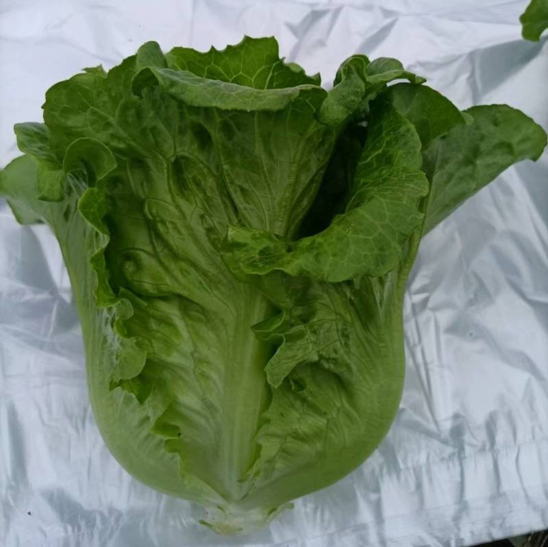 【高品质】意大利生菜种子高纯度高芽率耐热耐寒耐湿半结球